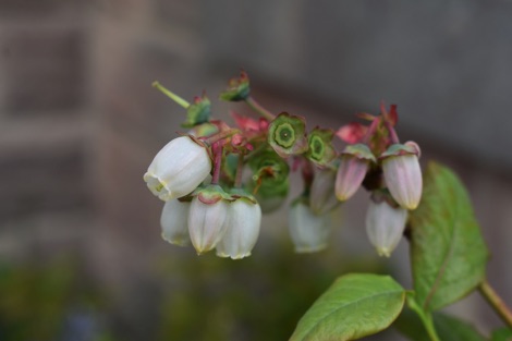White blueberry flowers